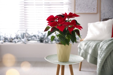 Beautiful potted poinsettia (traditional Christmas flower) on table at home. Space for text
