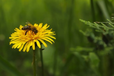 Bee on yellow dandelion flower outdoors, closeup. Space for text