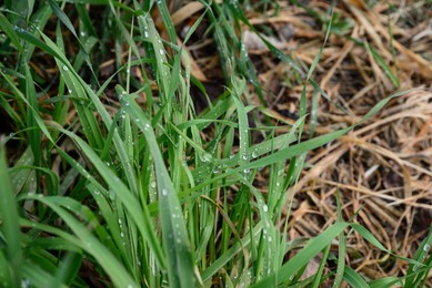 Green grass covered with raindrops growing outdoors, closeup