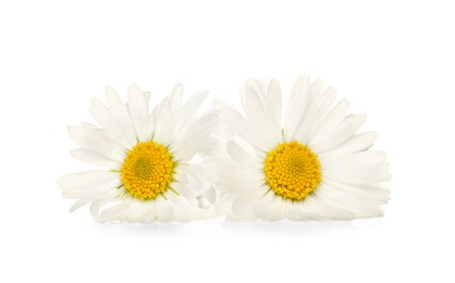 Two beautiful daisy flowers on white background