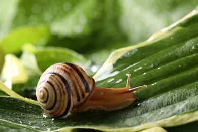 Common garden snail crawling on green leaf outdoors, closeup