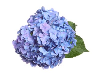 Delicate lilac hortensia flowers with green leaves on white background, top view