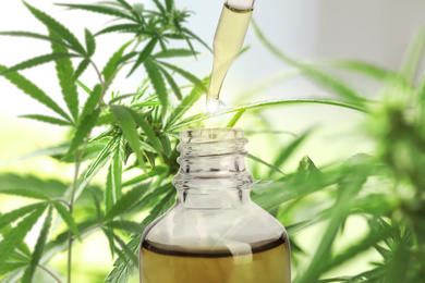 Hemp oil and green plant on background
