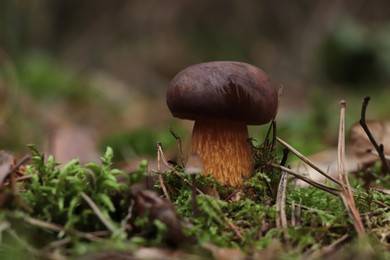 Beautiful boletus mushroom growing in forest on autumn day. Space for text