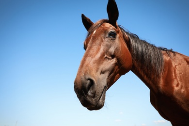 Chestnut horse outdoors on sunny day, closeup. Beautiful pet