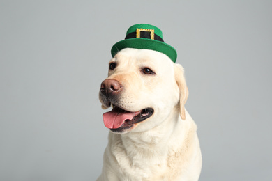 Labrador retriever with leprechaun hat on light grey background. St. Patrick's day