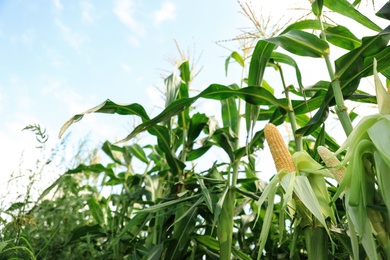 Ripe corn cob in field against blue sky