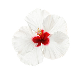 Beautiful tropical hibiscus flower isolated on white