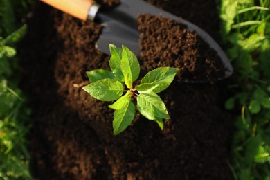 Photo of Seedling growing in fresh soil and trowel outdoors, top view. Planting tree
