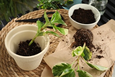 Photo of Exotic house plants in soil on table