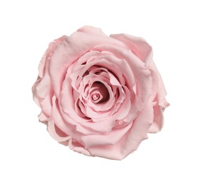Beautiful pink rose flower isolated on white, top view