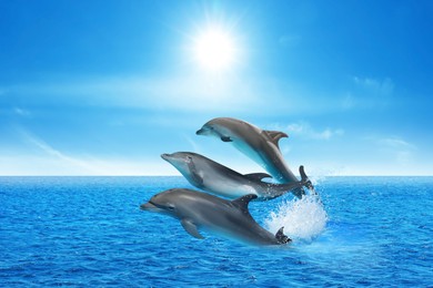 Beautiful bottlenose dolphins jumping out of sea with clear blue water on sunny day 