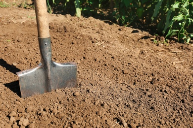 Metal shovel in soil, space for text. Gardening tool