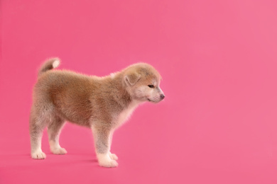 Cute Akita inu puppy on pink background, space for text. Friendly dog