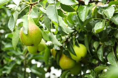 Ripe pears on tree branch in garden after rain