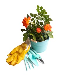 Photo of Pair of gloves, blooming rose bush and gardening tools on white background