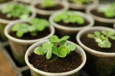 Photo of Many potted strawberry seedlings on table, closeup