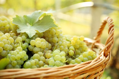 Wicker basket with fresh ripe grapes in vineyard, closeup