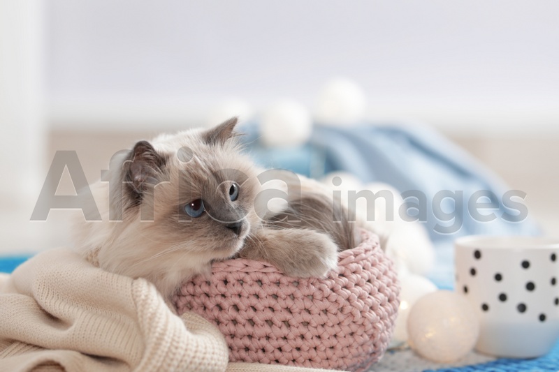 Photo of Cute cat with knitted blanket in basket at home. Warm and cozy winter