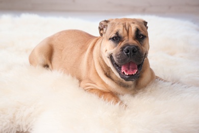 Cute dog lying on light fuzzy carpet at home