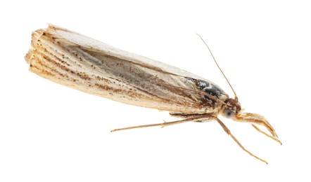 Photo of Single chrysoteuchia culmella moth isolated on white
