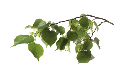 Linden tree branch with fresh young green leaves and blossom isolated on white
