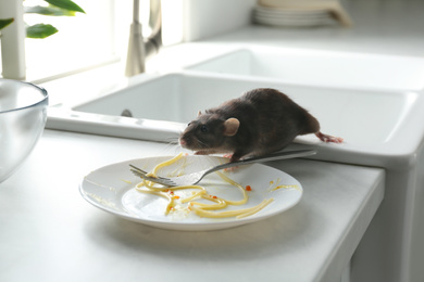 Rat near dirty plate on kitchen counter. Pest control
