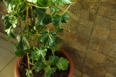 Green cucumber seedling in pot near wall, closeup. Space for text