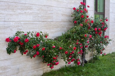 Beautiful blooming rose bush climbing on house wall