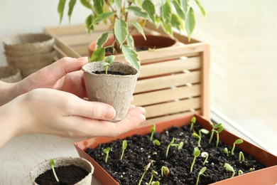 Photo of Woman holding pot with seedling at table indoors, closeup