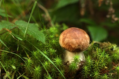 Fresh porcino mushroom growing in forest, closeup. Space for text