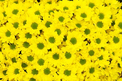Chrysanthemum plant with bright yellow flowers, closeup view