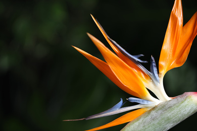 Bird of Paradise tropical flower on blurred background, closeup. Space for text