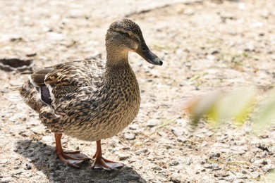 Cute duck walking outdoors on sunny day