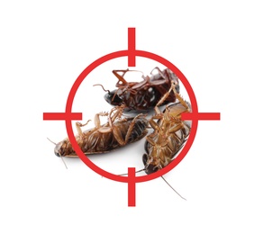 Dead cockroaches with red target symbol on white background. Pest control
