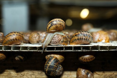 Many snails crawling on stand indoors, closeup