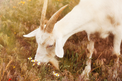 Photo of Beautiful white goat grazing in field on sunny day. Animal husbandry
