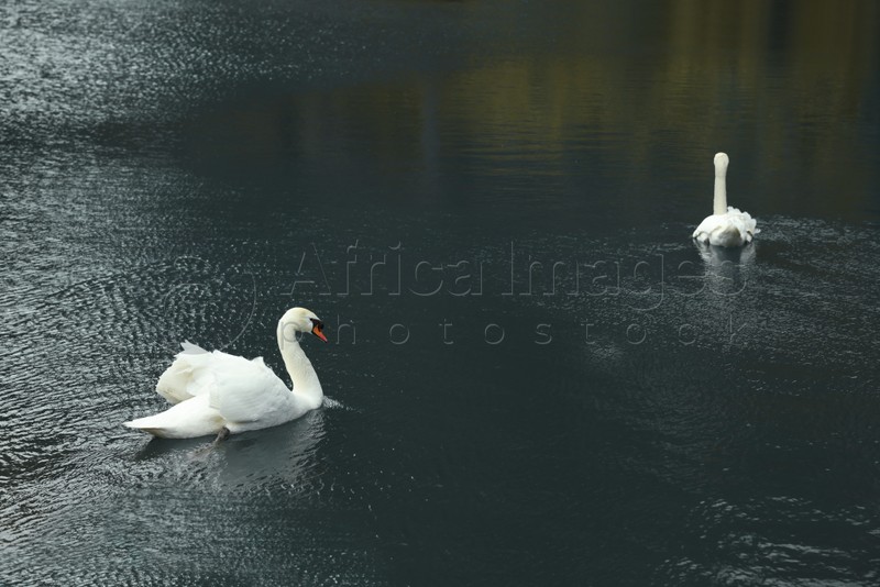 Beautiful white mute swans swimming in pond