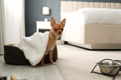 Cute Chihuahua dog wrapped in towel on sleeping place indoors. Pet friendly hotel