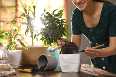 Young woman potting ficus plant at home, closeup. Engaging hobby