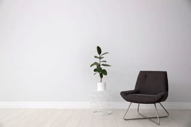 Ficus on table and armchair near white wall, space for text. Home plants