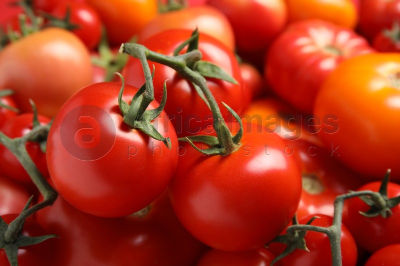 Many different ripe tomatoes as background, closeup