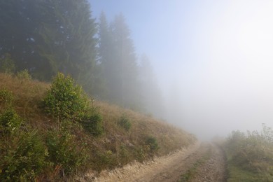 Beautiful view of path near forest in foggy morning
