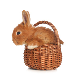 Adorable fluffy bunny in wicker basket isolated on white. Easter symbol