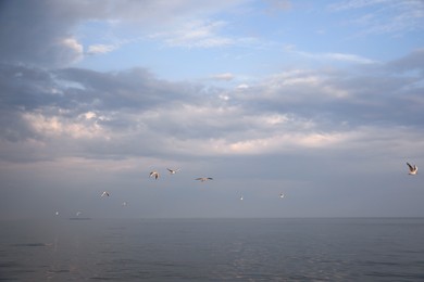 Birds flying over sea on cloudy day