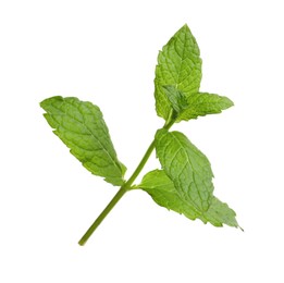 Aromatic green mint sprig isolated on white. Fresh herb