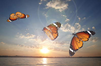 Beautiful butterflies flying over sea at sunset