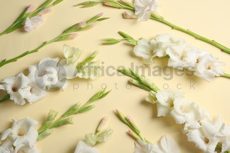Flat lay composition with beautiful gladiolus flowers on color background