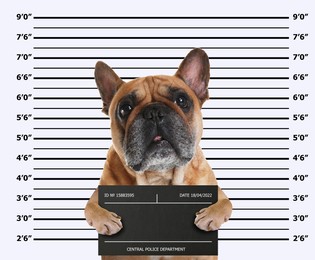 Image of Arrested French bulldog with mugshot board against height chart. Fun photo of criminal