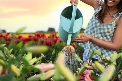 Young woman watering flowers in lily field, closeup with space for text. Gardening tools